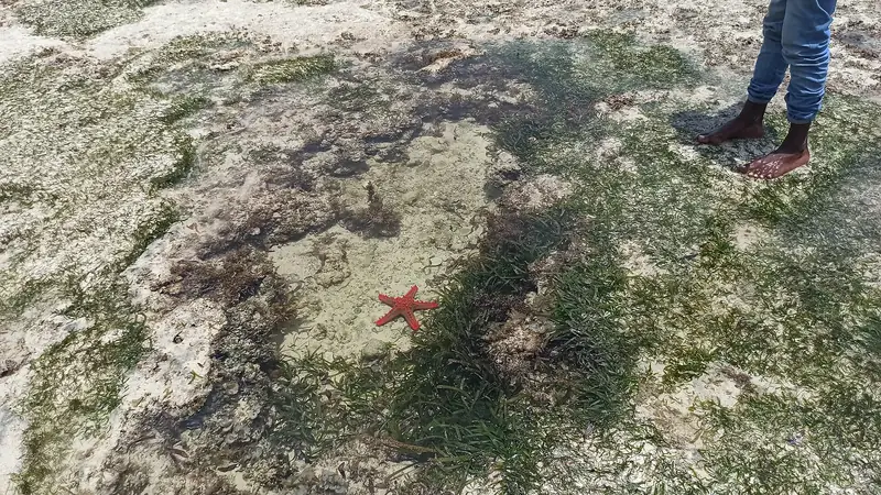 Wybrzeże w Watamu, Ocean Indyjski