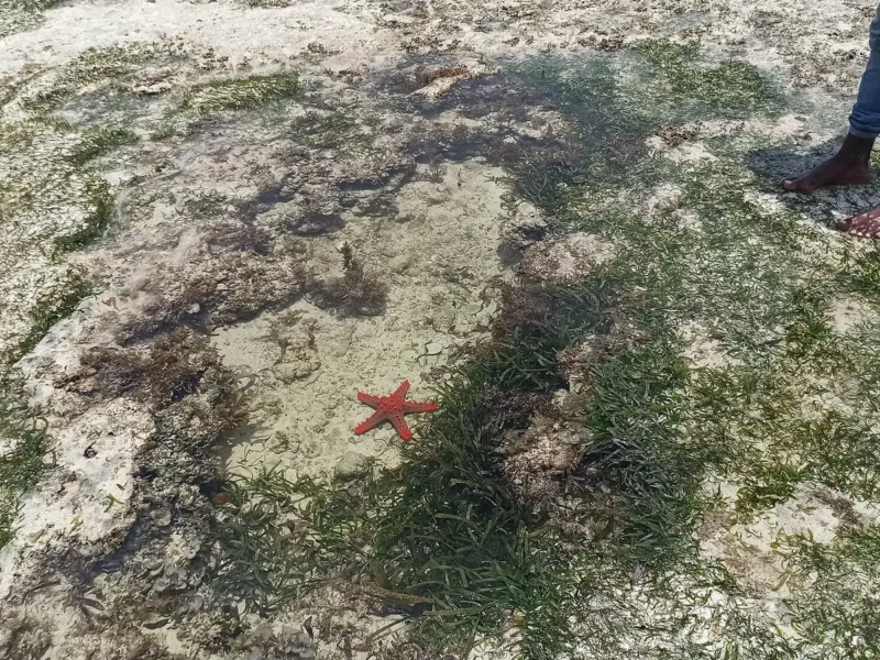 Willa 3-sypialniowa nad Mida Creek, Watamu